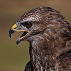 Bussard