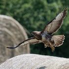 Bussard bei Bickenbach Erlensee 1 2021