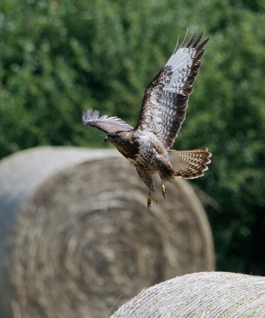 Bussard bei Bickenbach Erlensee 2 2021