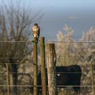 Bussard bei den Rindern