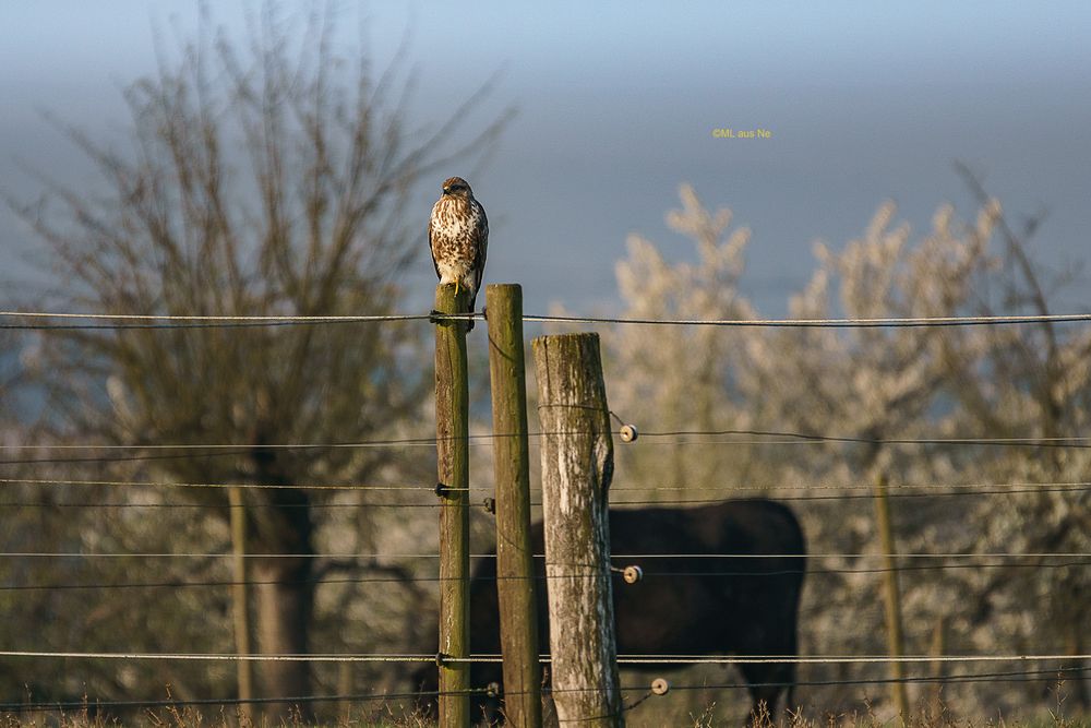 Bussard bei den Rindern