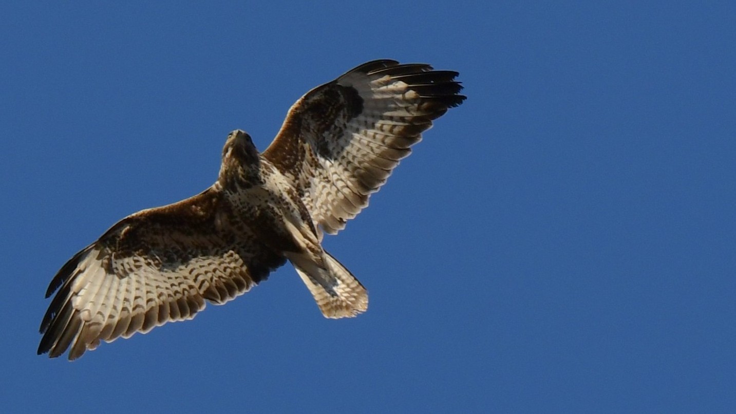 Bussard bei der Beutesuche im Stadtzentrum Mainz