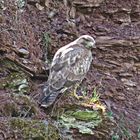 Bussard bei der Jagd