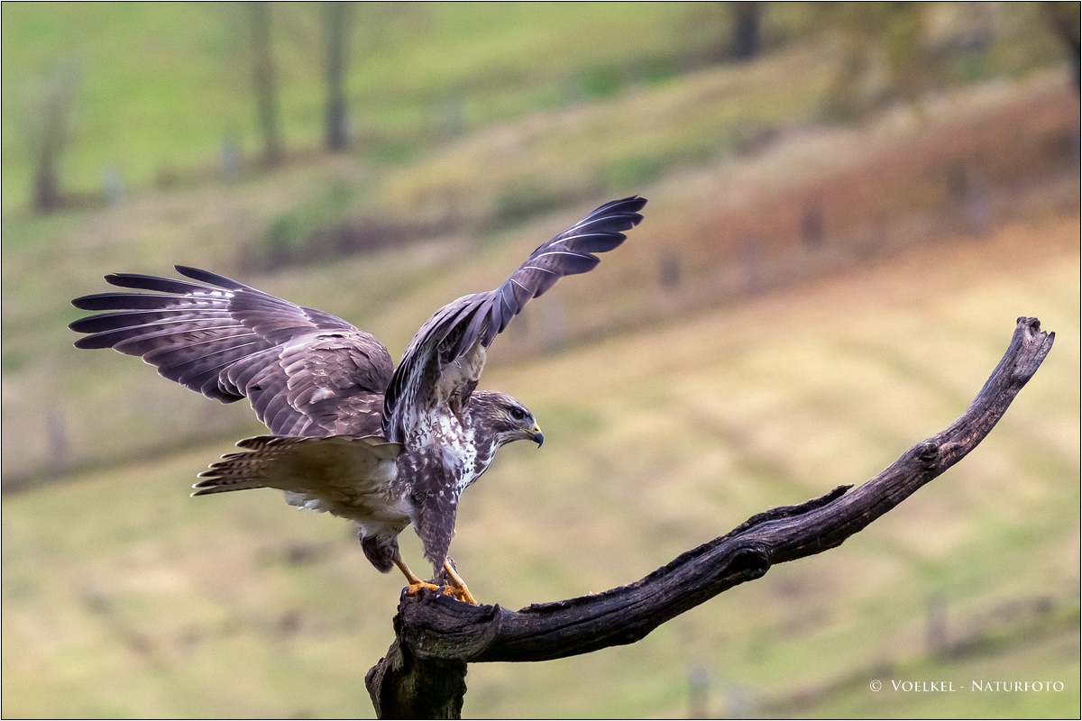 Bussard bei der Landung