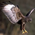 --- Bussard bei der Landung ---