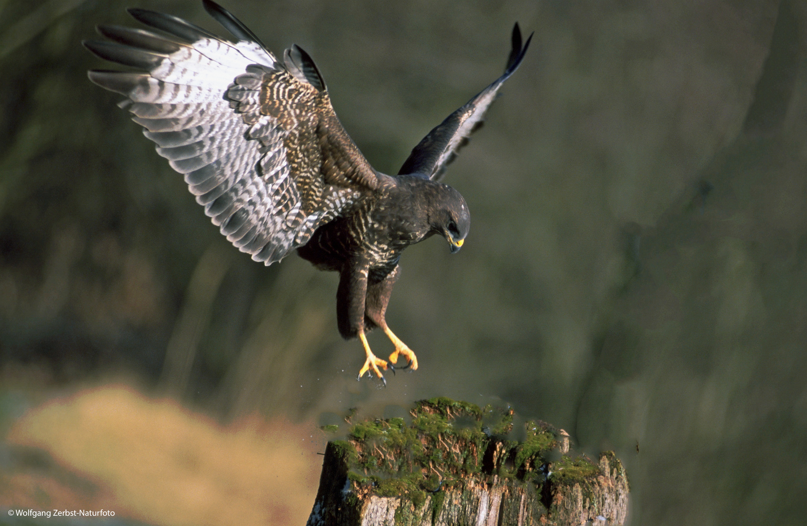 --- Bussard bei der Landung ---