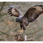 --- Bussard bei der Landung ---- ( Buteo buteo )