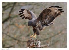 --- Bussard bei der Landung ---- ( Buteo buteo )