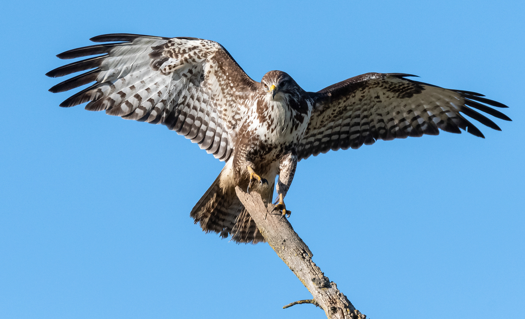 Bussard bei der Landung