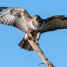 Bussard bei der Landung