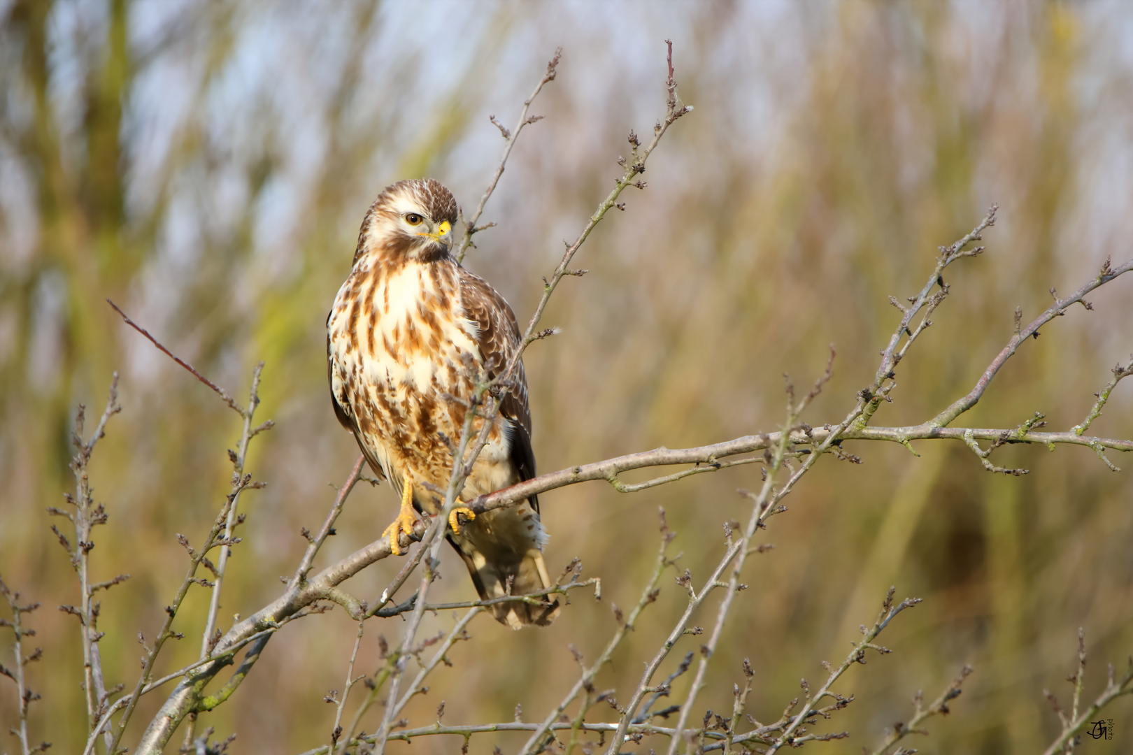 Bussard bei der Rast