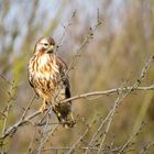 Bussard bei der Rast