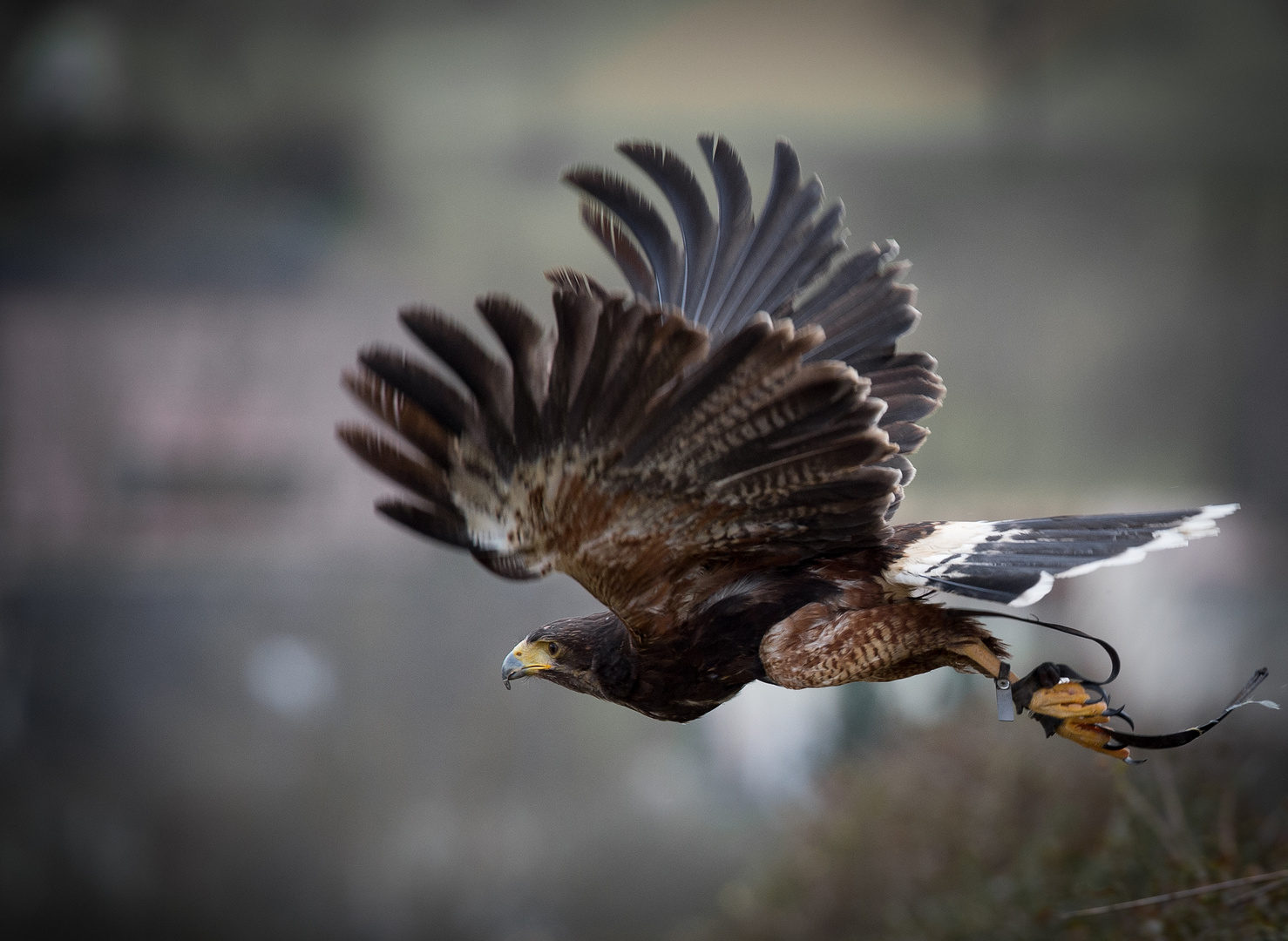 Bussard bei einer begeisternden Flugshow