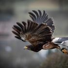 Bussard bei einer begeisternden Flugshow