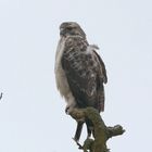 Bussard bei schlechtem Wetter