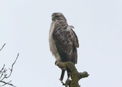 Bussard bei schlechtem Wetter