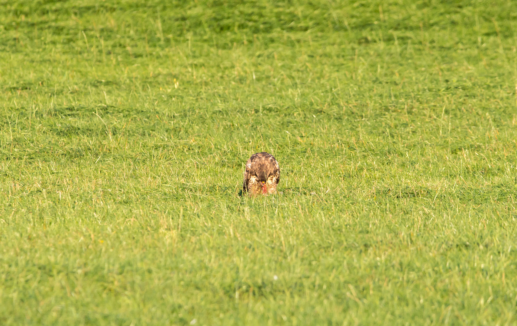 Bussard bei seinem Abendessen 2