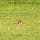 Bussard bei seinem Abendessen 2