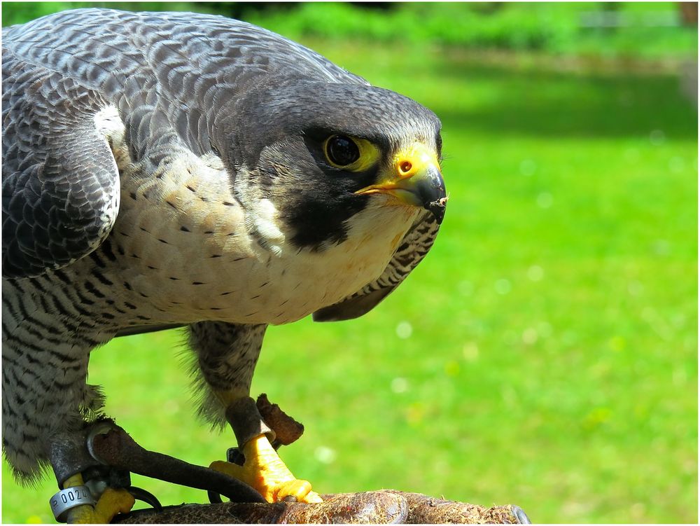 Bussard bei Startvorbereitung