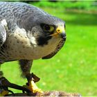 Bussard bei Startvorbereitung