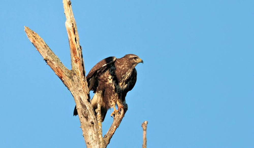 BUSSARD BEIM ABFLUG