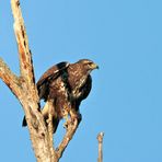 BUSSARD BEIM ABFLUG