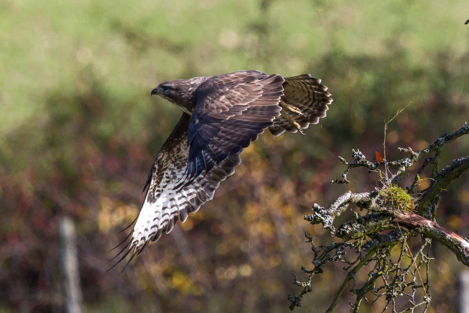 Bussard beim Abflug