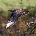 Bussard beim Abflug