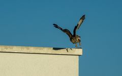 Bussard beim Abflug