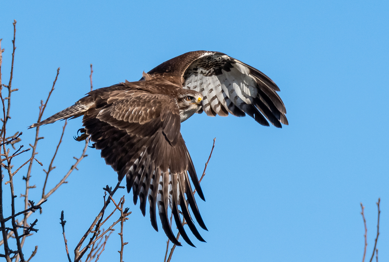 Bussard beim Abflug