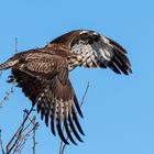 Bussard beim Abflug