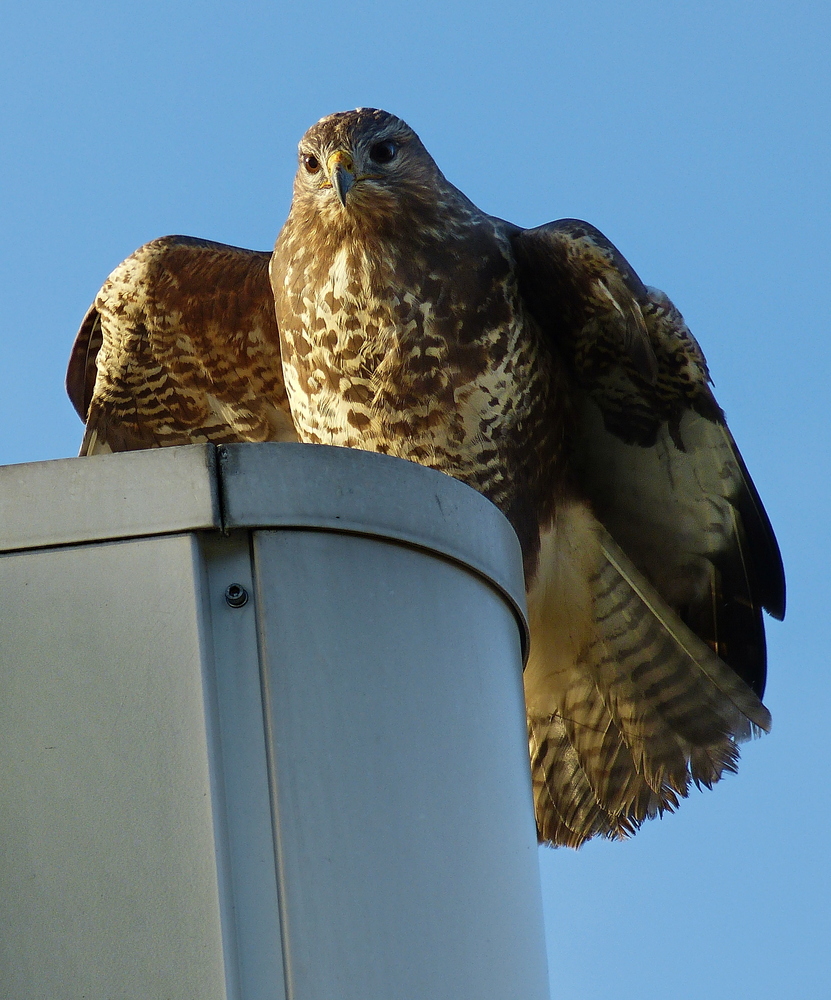 Bussard beim Abflug