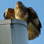 Bussard beim Abflug