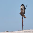 Bussard beim Abflug