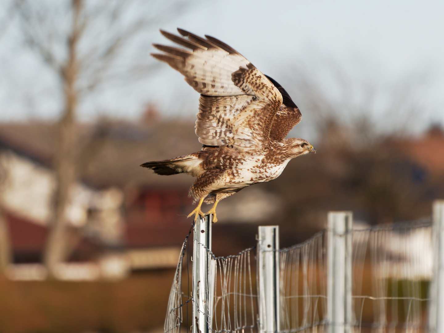 Bussard beim Abflug