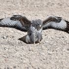 Bussard beim Aufsetzen