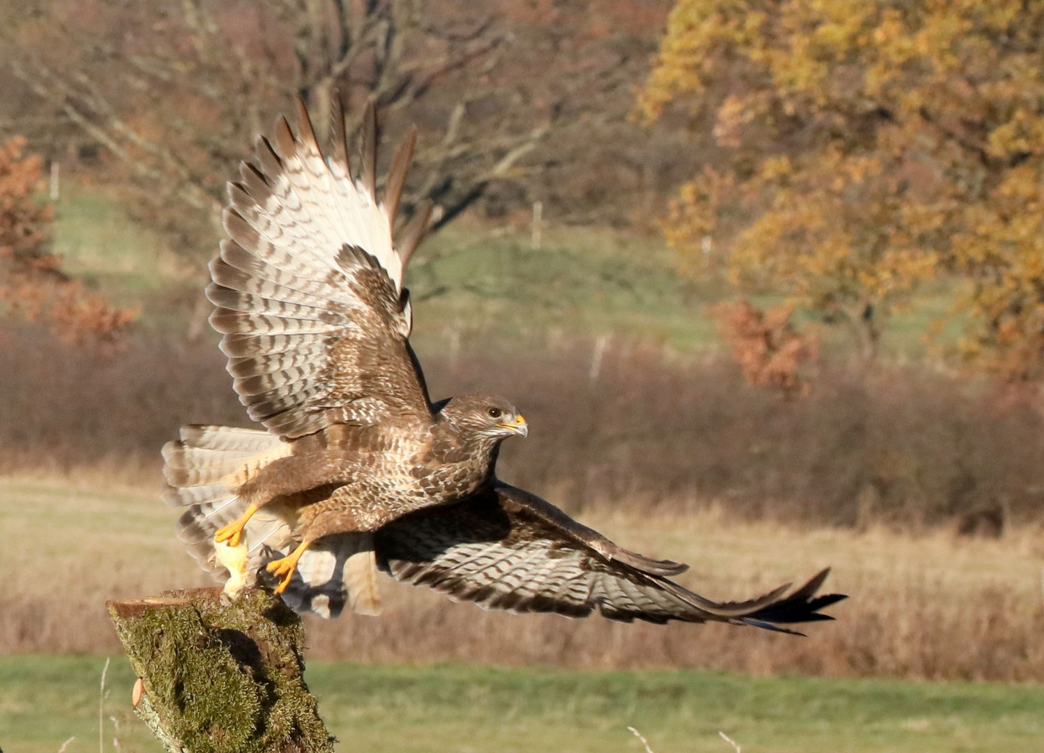 Bussard beim Beute greifen