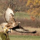 Bussard beim Beute greifen