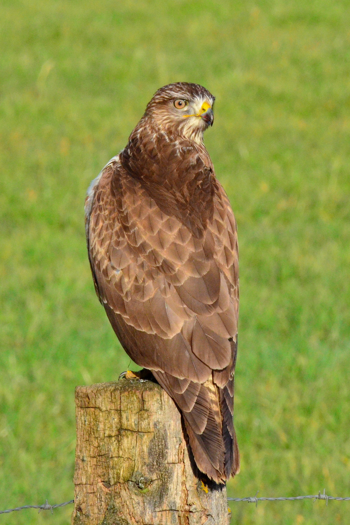 Bussard beim ersten Abendmahl