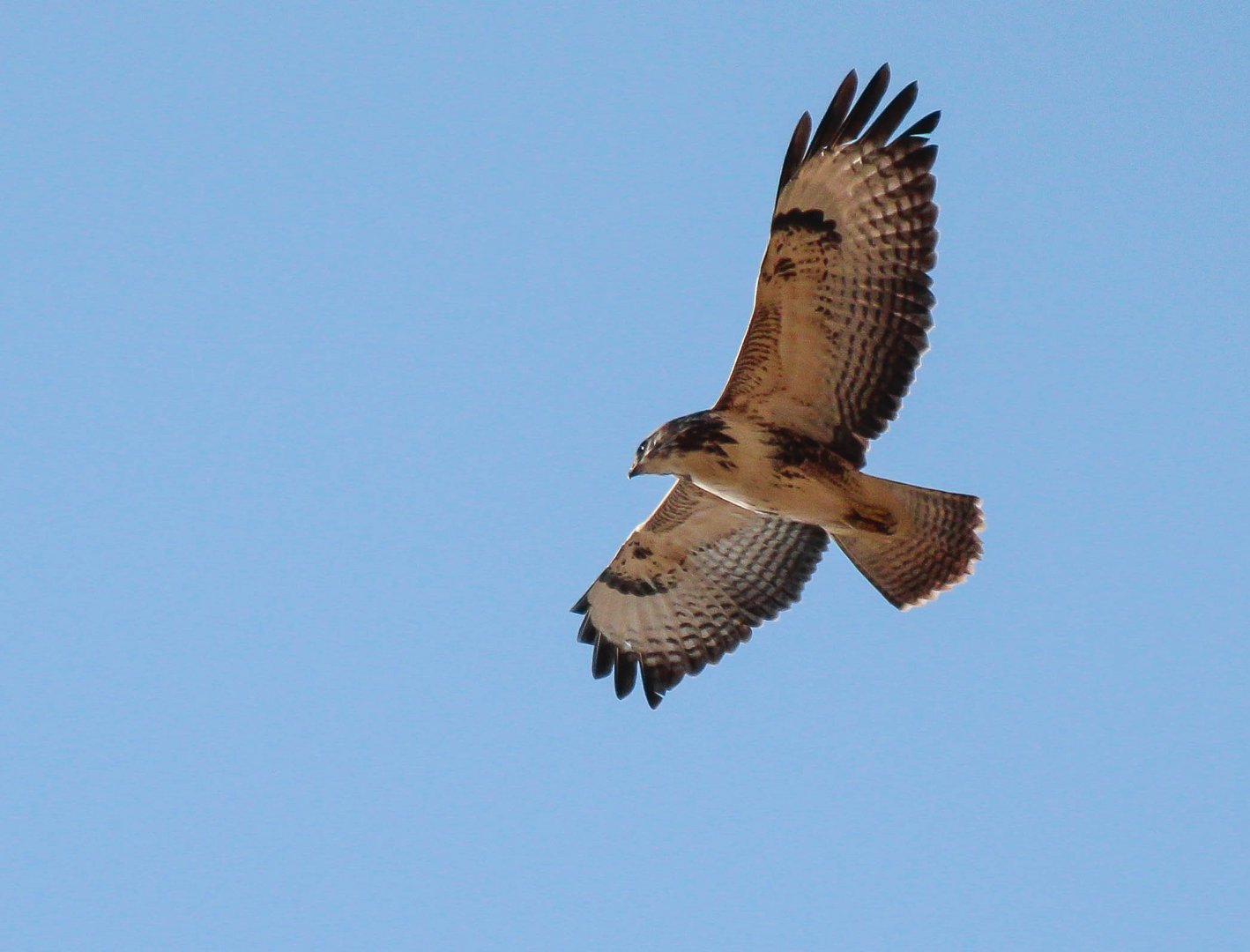 Bussard beim Kreisen