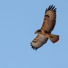 Bussard beim Kreisen