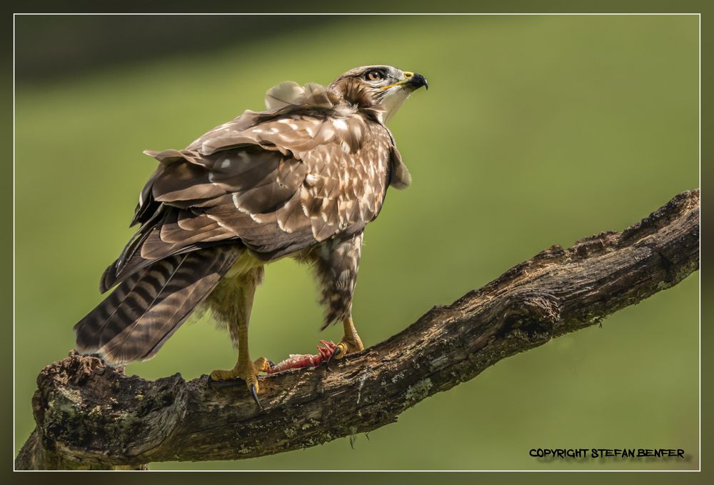 Bussard beim Kröpfen