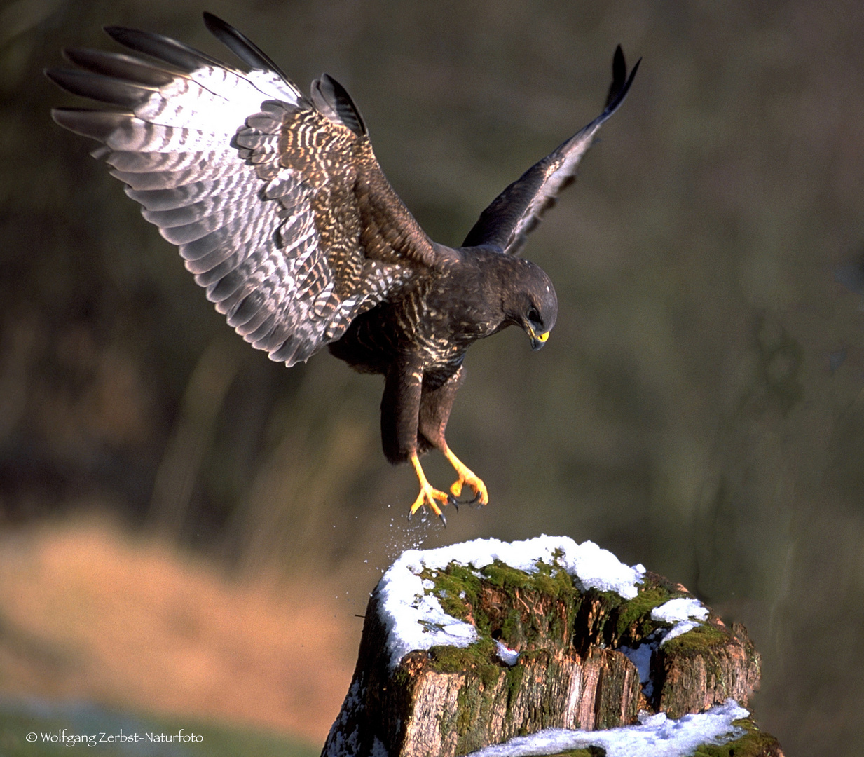 " Bussard beim landen " ( Buteo buteo )