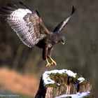 " Bussard beim landen " ( Buteo buteo )