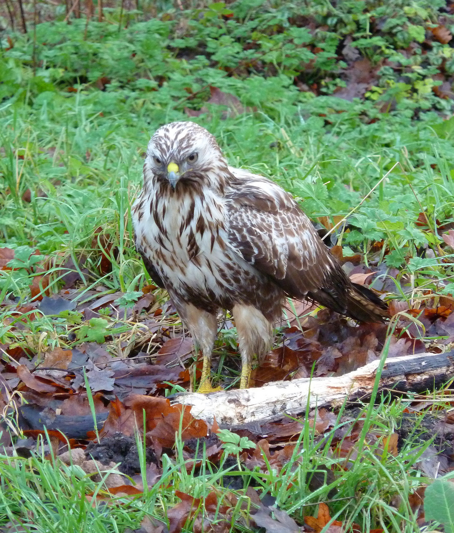 Bussard beim Parkmittelweg in Wilhelmshaven