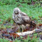 Bussard beim Parkmittelweg in Wilhelmshaven