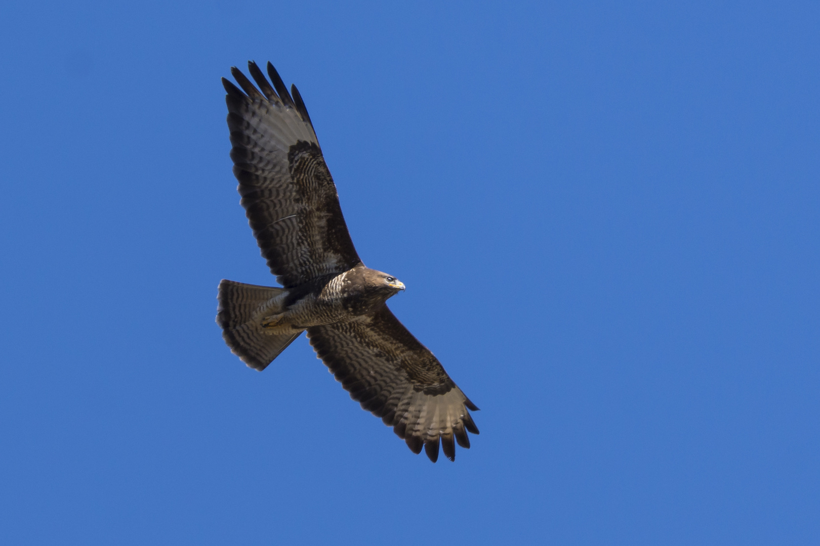 Bussard beim Sonnenbad 1