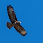 Bussard beim Sonnenbad 1