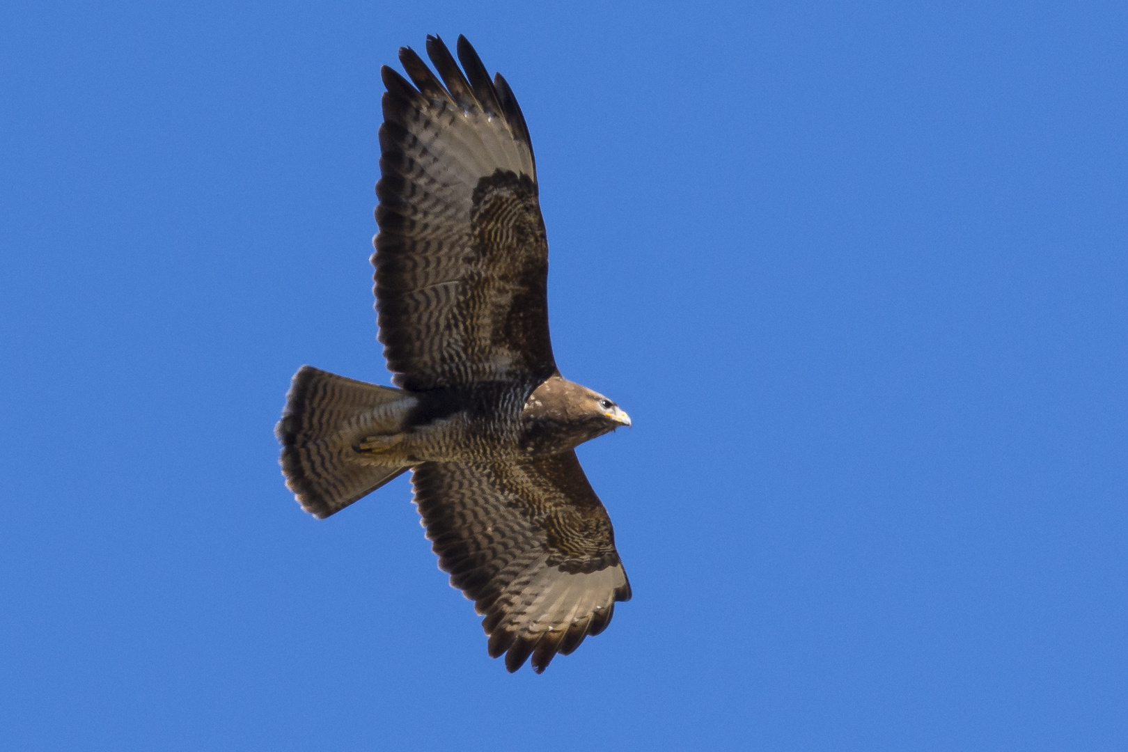 Bussard beim Sonnenbad 2