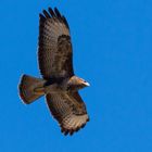 Bussard beim Sonnenbad 2